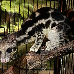 Banded Linsang - Faunaland Off-Show Zoo & Wildlife Breeding Centre