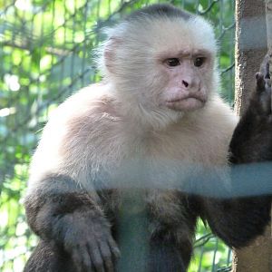 White-faced capuchin -Zoo d'Asson (2025)