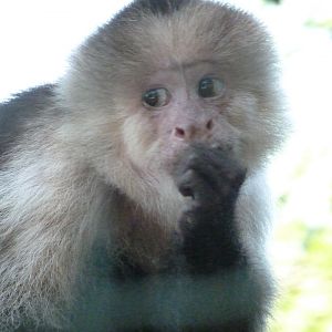 White-faced capuchin -Zoo d'Asson (2025)