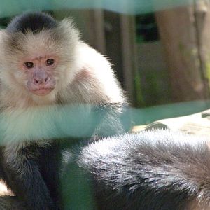 White-faced capuchin -Zoo d'Asson (2025)