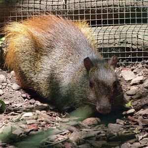 Red-rumped agouti -Zoo d'Asson (2025)
