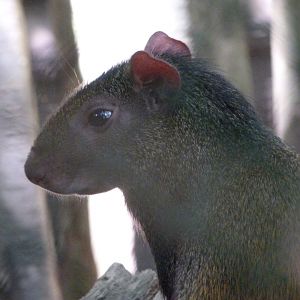 Red-rumped agouti -Zoo d'Asson (2025)