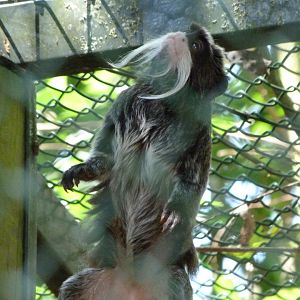 Bearded emperor tamarin -Zoo d'Asson (2025)