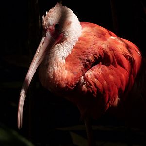 Scarlet ibis -Zoo d'Asson (2025)