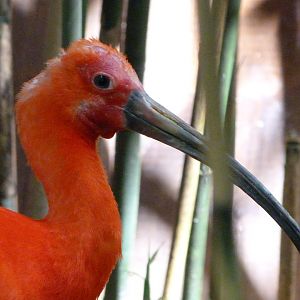 Scarlet ibis -Zoo d'Asson (2025)