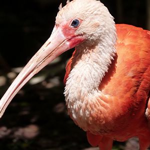 Scarlet ibis -Zoo d'Asson (2025)