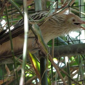 Guira cuckoo -Zoo d'Asson (2025)