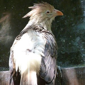 Guira cuckoo -Zoo d'Asson (2025)