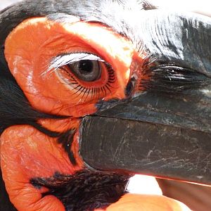 Southern ground hornbill -Zoo d'Asson (2025)
