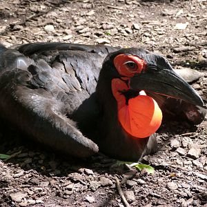 Southern ground hornbill -Zoo d'Asson (2025)