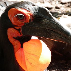 Southern ground hornbill -Zoo d'Asson (2025)
