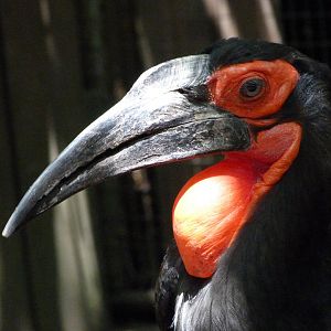 Southern ground hornbill -Zoo d'Asson (2025)