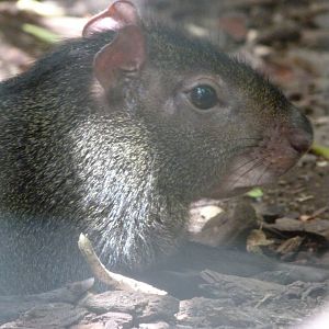 Red-rumped agouti -Zoo d'Asson (2025)