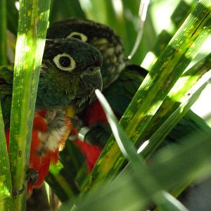 Crimson-bellied parakeets -Zoo d'Asson (2025)