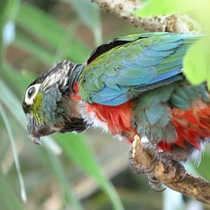 Crimson-bellied parakeet -Zoo d'Asson (2025)