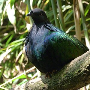 Nicobar pigeon -Zoo d'Asson (2025)