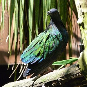 Nicobar pigeon -Zoo d'Asson (2025)