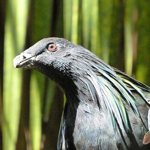 Nicobar pigeon -Zoo d'Asson (2025)
