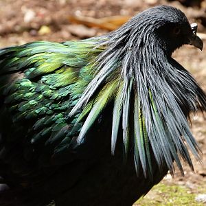 Nicobar pigeon -Zoo d'Asson (2025)