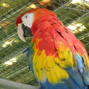 Scarlet macaw -Zoo d'Asson (2025)
