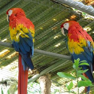 Scarlet macaws -Zoo d'Asson (2025)