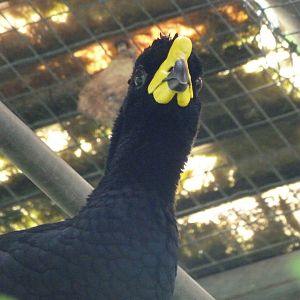 Yellow-knobbed curassow -Zoo d'Asson (2025)