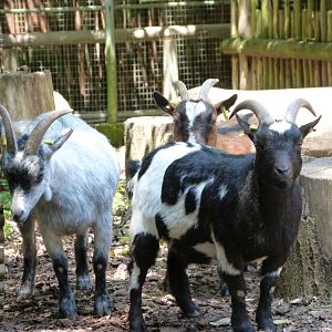 West African pygmy goats -Zoo d'Asson (2025)