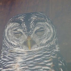 Chaco owl -Zoo d'Asson (2025)