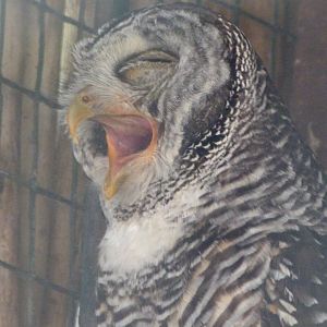 Chaco owl -Zoo d'Asson (2025)