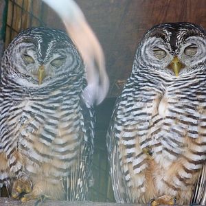 Chaco owls -Zoo d'Asson (2025)