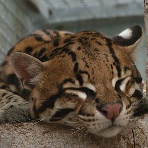 Ocelot -Zoo d'Asson (2025)