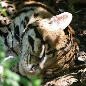 Ocelot -Zoo d'Asson (2025)