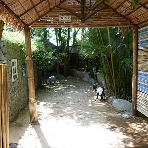 "Le temple de l’ocelot" view -Zoo d'Asson (2025)