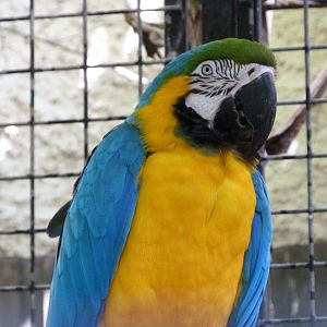 Blue-and-gold macaw -Zoo d'Asson (2025)