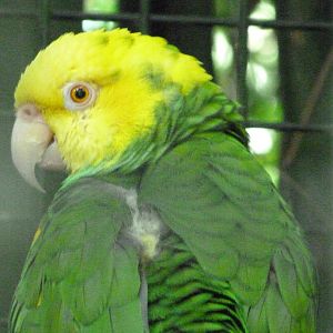 Yellow-headed amazon -Zoo d'Asson (2025)