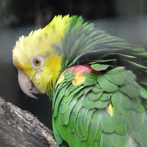 Yellow-headed amazon -Zoo d'Asson (2025)