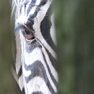 Grant's zebra -Zoo d'Asson (2025)