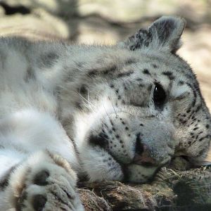 Snow leopard -Zoo d'Asson (2025)
