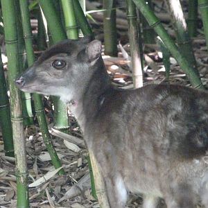 Western blue duiker -Zoo d'Asson (2025)