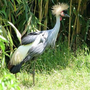 Eastern grey-crowned crane -Zoo d'Asson (2025)