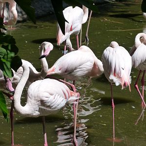 Greater flamingoes -Zoo d'Asson (2025)