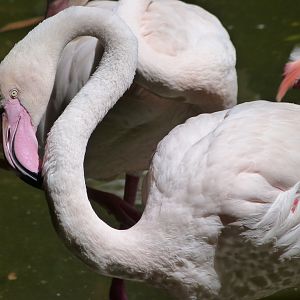 Greater flamingo -Zoo d'Asson (2025)
