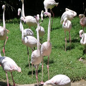 Greater flamingoes -Zoo d'Asson (2025)