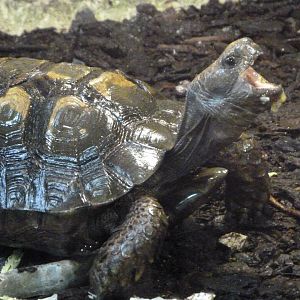 Asian forest tortoise -Zoo d'Asson (2025)