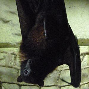 Vietnamese small flying fox -Zoo d'Asson (2025)