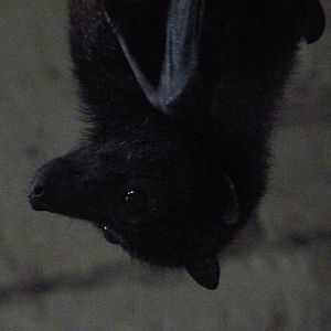 Vietnamese small flying fox -Zoo d'Asson (2025)