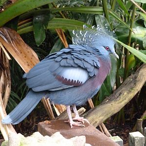 Victoria crowned-pigeon -Zoo d'Asson (2025)