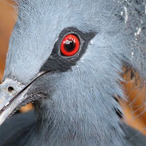 Victoria crowned-pigeon -Zoo d'Asson (2025)