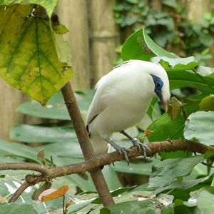 Bali myna -Zoo d'Asson (2025)