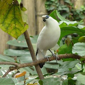 Bali myna -Zoo d'Asson (2025)